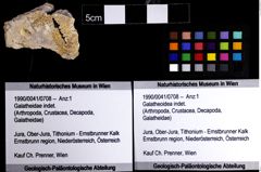 Foto (Objket + Etiketten) von Galatheoidea indet. 